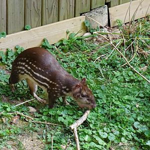 Lowland paca (Cuniculus paca)