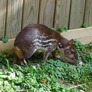Lowland paca (Cuniculus paca)