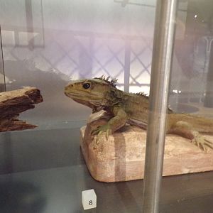 Tuatara 26.8.23