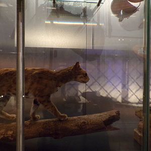 Rusty-spotted cat 26.8.23