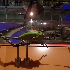 Yemeni chameleon 26.8.23