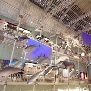 Some of the suspended aquatic animals 26.8.23