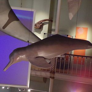 Amazon river dolphin 26.8.23