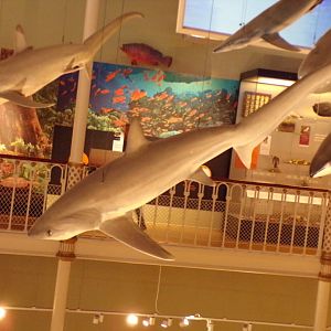 Thresher shark 26.8.23