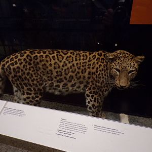 Leopard 26.8.23