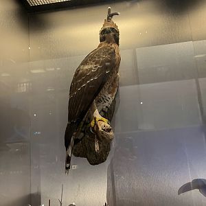 Mountain hawk eagle 26.8.23