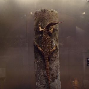 Argus monitor lizard 26.8.23