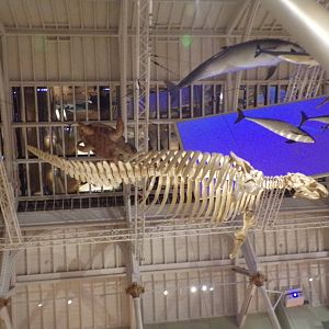 Steller’s sea cow skeleton 26.8.23