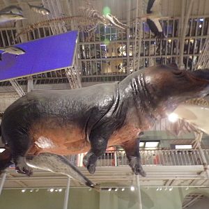 Hippopotamus 26.8.23