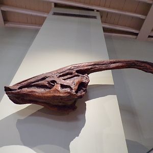 Parasaurolophus skull 26.8.23
