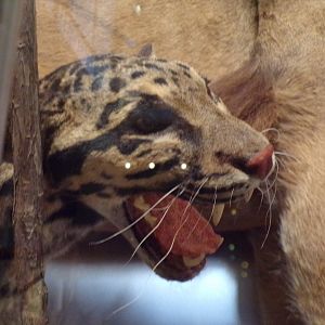 Clouded leopard 26.8.23