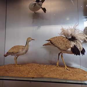 Macqueen’s bustards 26.8.23