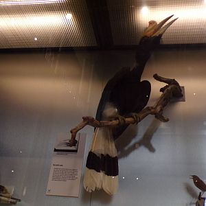 Rhinoceros hornbill 26.8.23