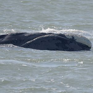 Southern right whale