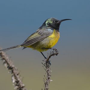 Orange-breasted sunbird
