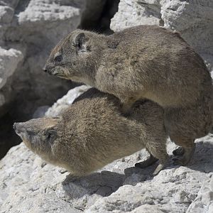 Cape hyrax mating