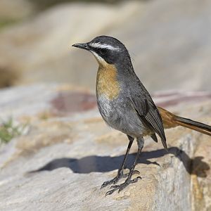 Cape robin-chat