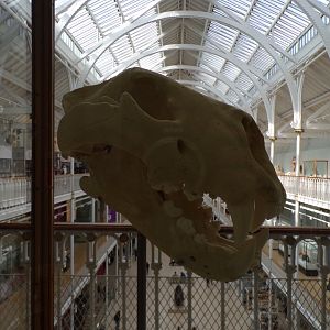 American lion skull 26.8.23
