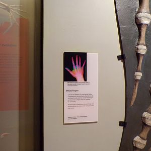 Whale hand signage 26.8.23