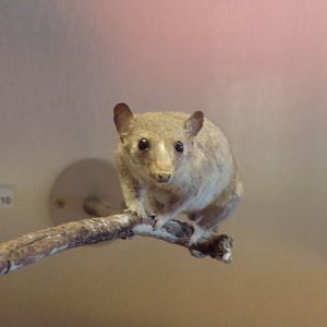 Short tailed opossum 26.8.23