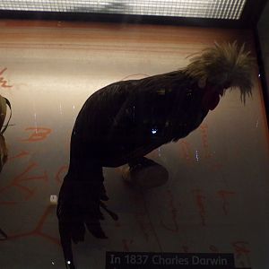 White-crested polish cock 26.8.23