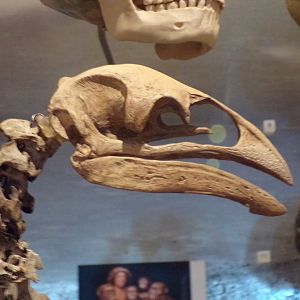 Emu skull close up 26.8.23