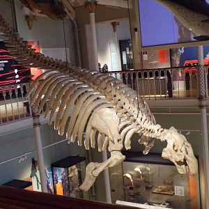 Steller’s sea cow skeleton