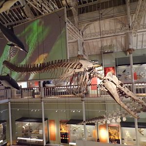 Spear-toothed whale skeleton 26.8.23