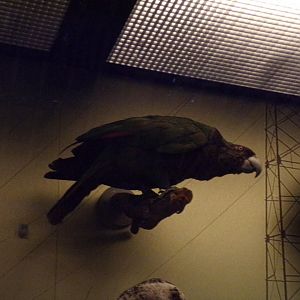 Imperial parrot 26.8.23