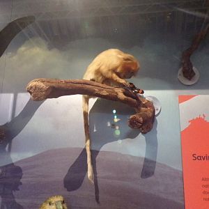 Lion tamarin 26.8.23