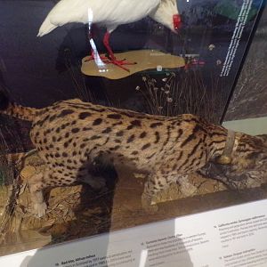 Iberian lynx 26.8.23