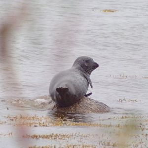 common seal on Isle of Arran (Lamlash) 17.9.23