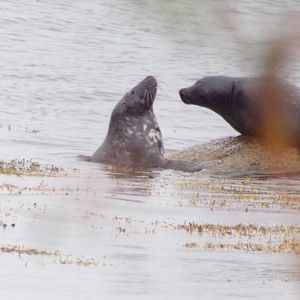 Grey seals squabbling on Isle of Arran (Lamlash) 17.9.23