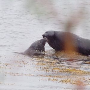 Grey seals squabbling on Isle of Arran (Lamlash) 17.9.23