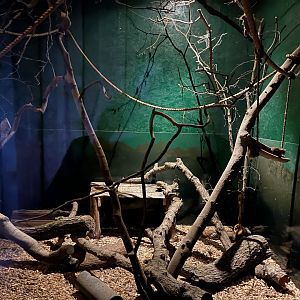 Gray mouse lemur enclosure 14.10.23