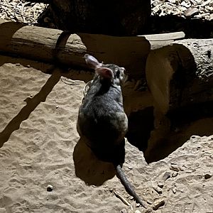 Malagasy giant rat 14.10.23