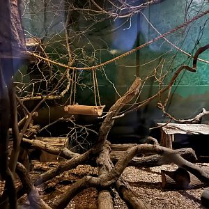 Gray mouse lemur enclosure 14.10.23