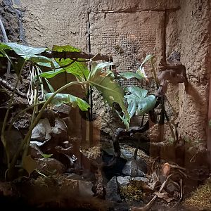 Red-eyed tree frog terrarium 14.10.23