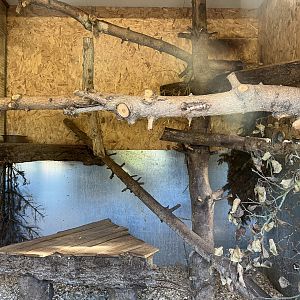 American tree porcupine indoors 14.10.23