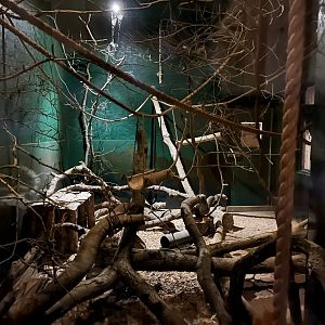 Gray mouse lemur enclosure 14.10.23