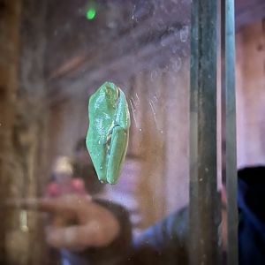 Red-eyed tree frog 14.10.23