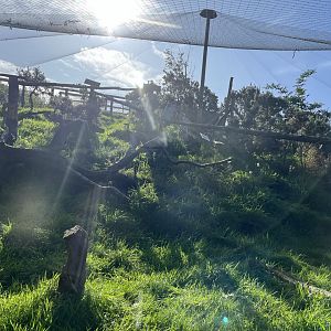Scottish wildcat enclosure 14.10.23