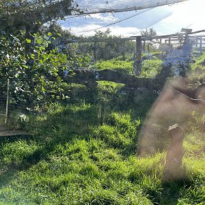 Scottish wildcat enclosure 14.10.23