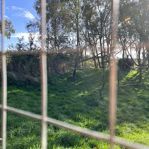 Ring-tailed and Red-fronted lemur enclosure 14.10.23