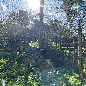 Canadian lynx enclosure 14.10.23