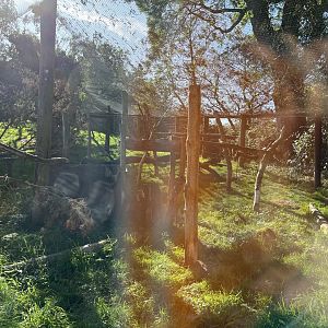 Canadian lynx enclosure 14.10.23