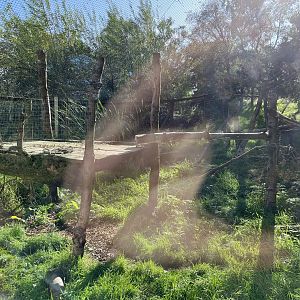 Canadian lynx enclosure 14.10.23