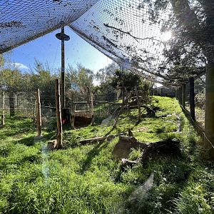 Canadian lynx enclosure 14.10.23