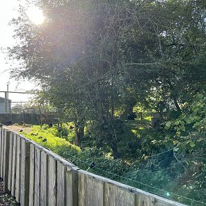 Common raccoon enclosure 14.10.23