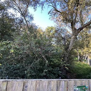 Common raccoon enclosure 14.10.23